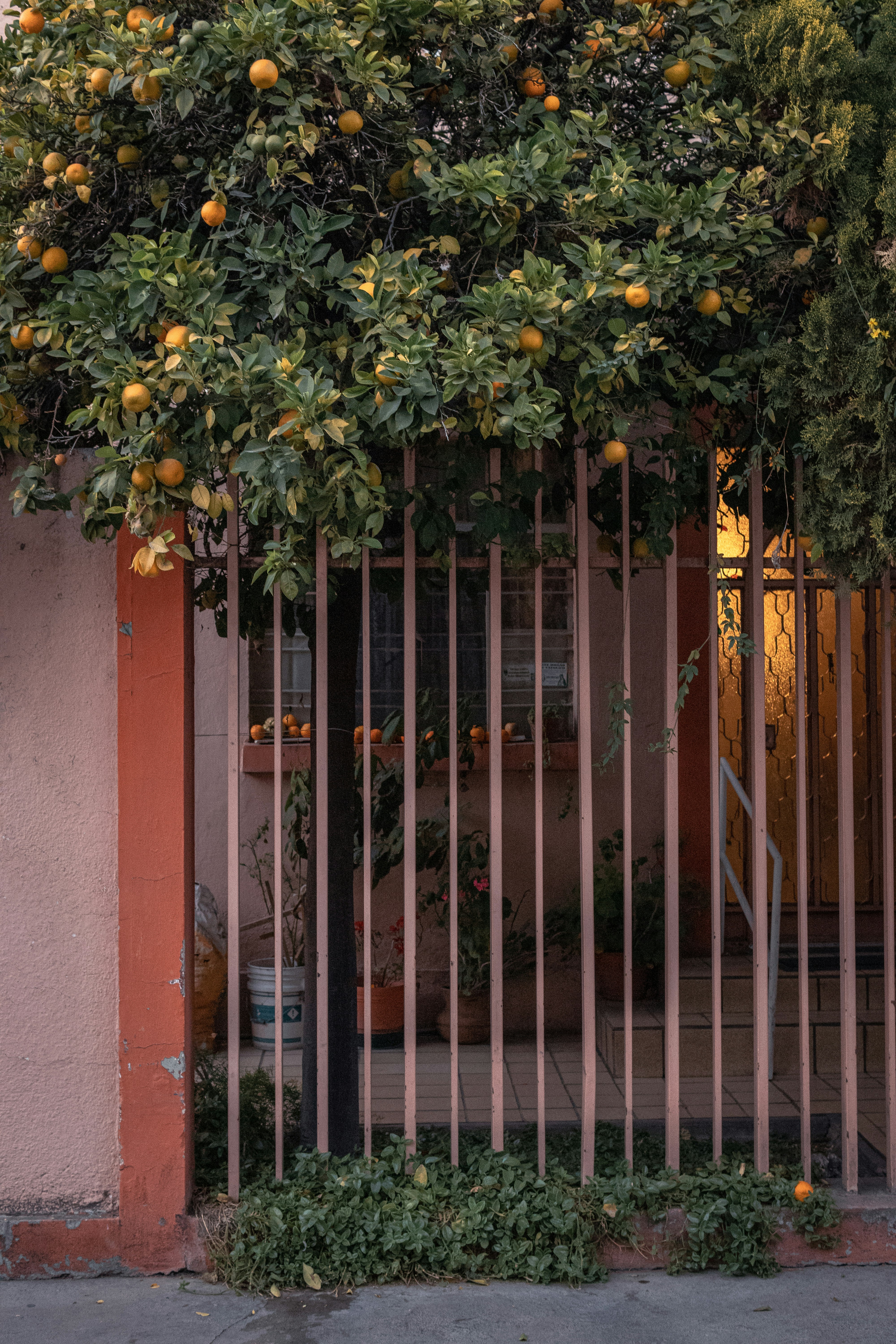 yellow and green leaves on black metal gate